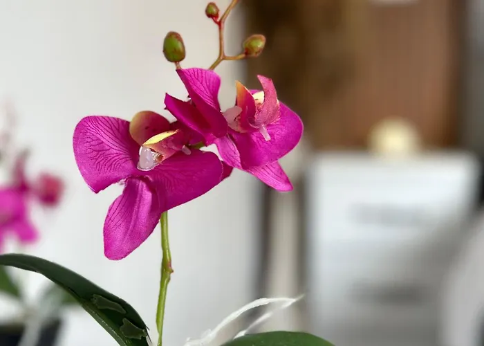 Feti Xhone Apartament Ksamil